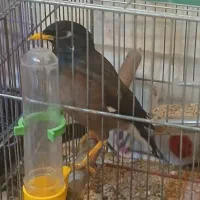 مرغ مینا و عروس هلندی