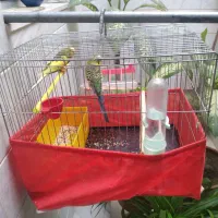 جفت مرغ عشق نر و ماده به فروش میرسد|پرنده|سنقر, |دیوار