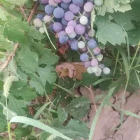 باغ 3010 متری جاده عمرل سند تک برگ|فروش دفتر صنعتی، کشاورزی، تجاری|کرمانشاه, |دیوار