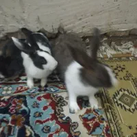 خرگوش خانگی درجه|موش و خرگوش|مهاباد (آذربایجان غربی), |دیوار