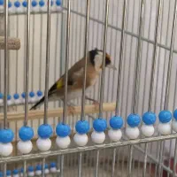 جوجه سهره وسهره
