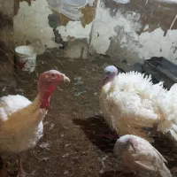 بوقلمون بیوتی نر گوشتی|حیوانات مزرعه|اردبیل, |دیوار