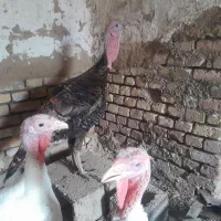 بوقلمون نر برنز