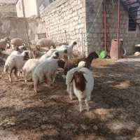 ۱۰عدد بره دویره نمونه|حیوانات مزرعه|کارزان, |دیوار