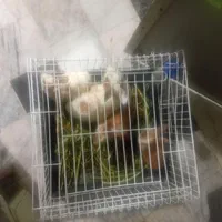 خرگوش چهار عدد با قفس