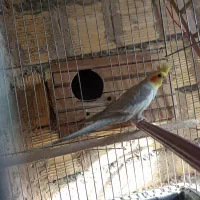 طوطی عروس مولد|پرنده|محمدشهر, ولدآباد|دیوار