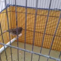 قناری نر جوان|پرنده|کنگاور, |دیوار