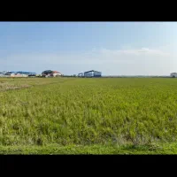 فروش شالیزار|فروش زمین و ملک کلنگی|آستارا, |دیوار