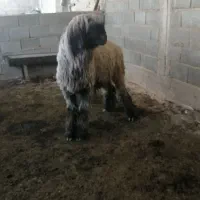 فروش قوچ
