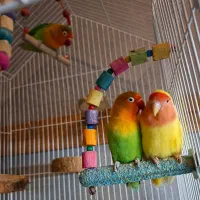 طوطی برزیلی قیمت مناسب