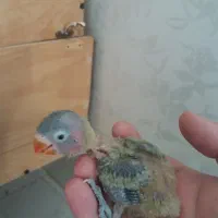 جفت مولد(تضمینی) یقه زرد ارجینال|پرنده|مرودشت, ابوذر شمالی‎|دیوار