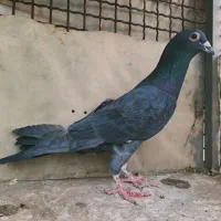 سرور|پرنده|شهر ری, امین آباد|دیوار