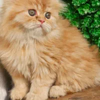 توله پلنگی گربه