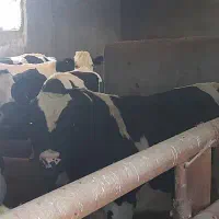قصابی جهاد