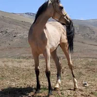 نریان ۱۴ ماهه ترکمن خالص