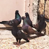 چند عدد کله ی