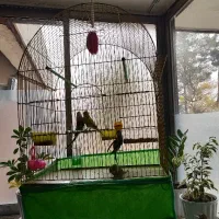 دو جفت مرغ عشق سالم و سرحال همراه با قفس و دونه|پرنده|شاهین‌شهر, شهرک سایت|دیوار