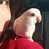 مژدگانی بهتر از خودش