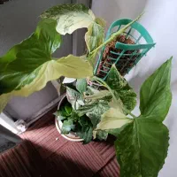 سینگونیوم ابلق