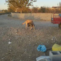 سگ خوب سگ چوپانی نگهبانی|سگ|بکتاش, |دیوار