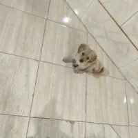 فروش چهار عدد توله سگ پامر اشپیتز|سگ|کرمان, |دیوار