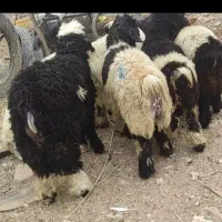 سلام بره و بیگ|حیوانات مزرعه|شوشتر, |دیوار