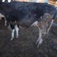 تلیسه|حیوانات مزرعه|فیروزه, |دیوار