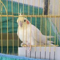 عروس هلندی