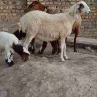 دوعدد میش جوان درجه یک بادوتا بره نر شیرمست|حیوانات مزرعه|مشهد, آبکوه|دیوار