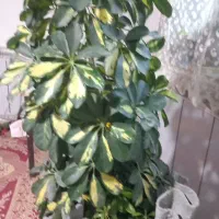 فروش گل خانگی|گل و گیاه طبیعی|آشخانه, |دیوار