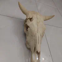 دیوارکوب جمجمه گاومیش|مجسمه، تندیس، ماکت|تبریز, |دیوار