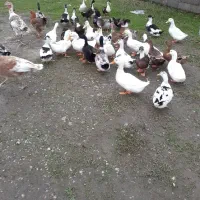 اردک گوشتی|حیوانات مزرعه|رضوانشهر, |دیوار