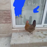 مرغ گلین حیوانات مزرعه|حیوانات مزرعه|برخوار, |دیوار