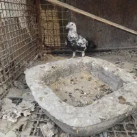 کبوتر گورهی نر جوان|پرنده|برازجان, |دیوار