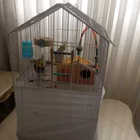 عروس هلندی نر و ماده با قفس لونه