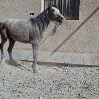 اسب‌مادیان‌