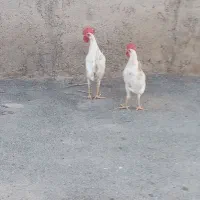جوجه خروس