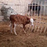 گوساله سیمینتال ماده