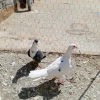 کرباتی سار جوجه