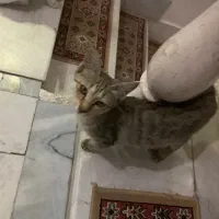 واگذاری رایگان بچه گربه