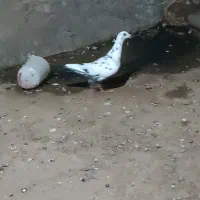 کبوتر چیل نر
