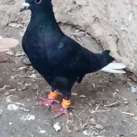 زاغ دم، قره زرد، شامی، کرمونی ماده