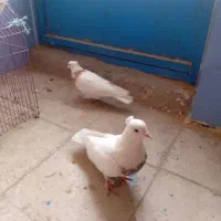 کبوتر|پرنده|امیدیه, |دیوار