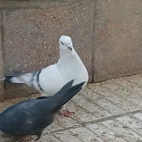 جفتی شامی کاکلی