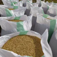 شالی دم‌سیاه درجه یک بذری برای روستای سارجه کر هست