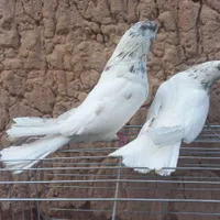 دوجفت نروماده کله ای شمرونی با جوجه|پرنده|اردکان, |دیوار