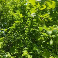 زمین  با قابلیت ساخت به متراژ 700 با همه امکانات|فروش زمین و ملک کلنگی|قائم‌شهر, |دیوار