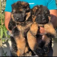 توله سگ ژرمن شپرد شولاین بلک و دورنگ کینگ