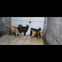 بزوبیگ|حیوانات مزرعه|مسجد سلیمان, |دیوار