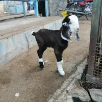 بزو|حیوانات مزرعه|سبزوار, چهارراه فرودگاه|دیوار